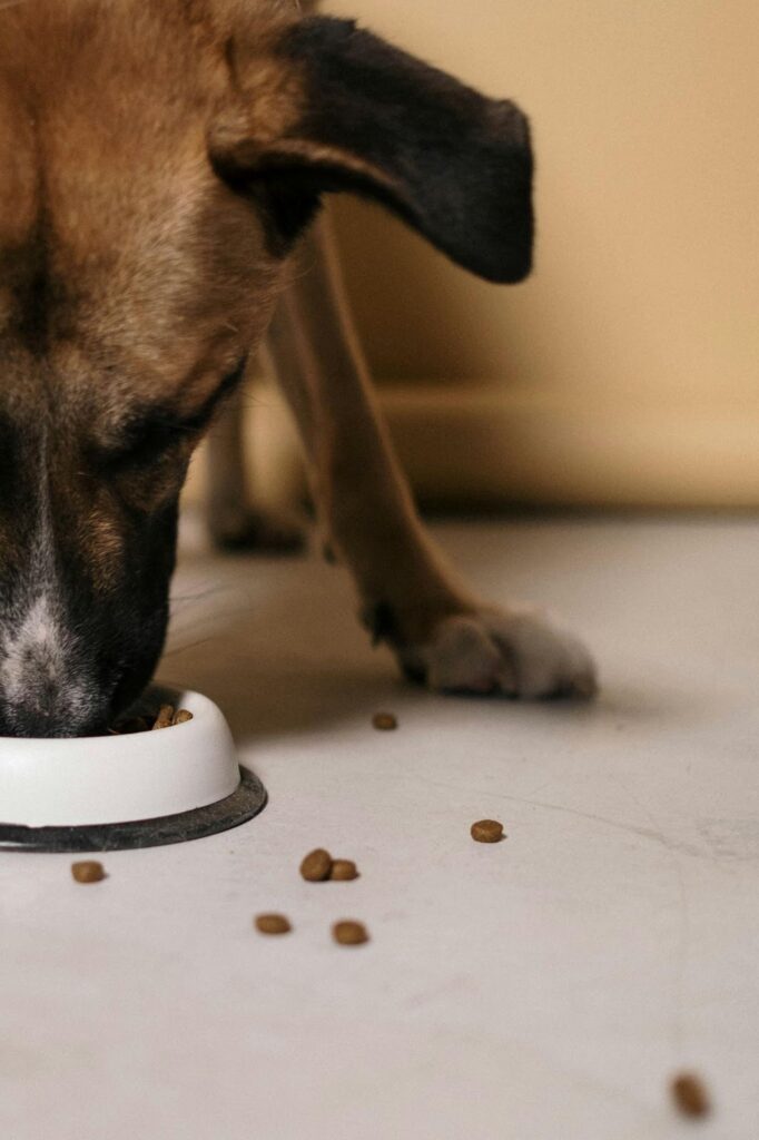 Picture of a brown dog with floppy ears lowering its head to eat pieces of kibble off a white floor