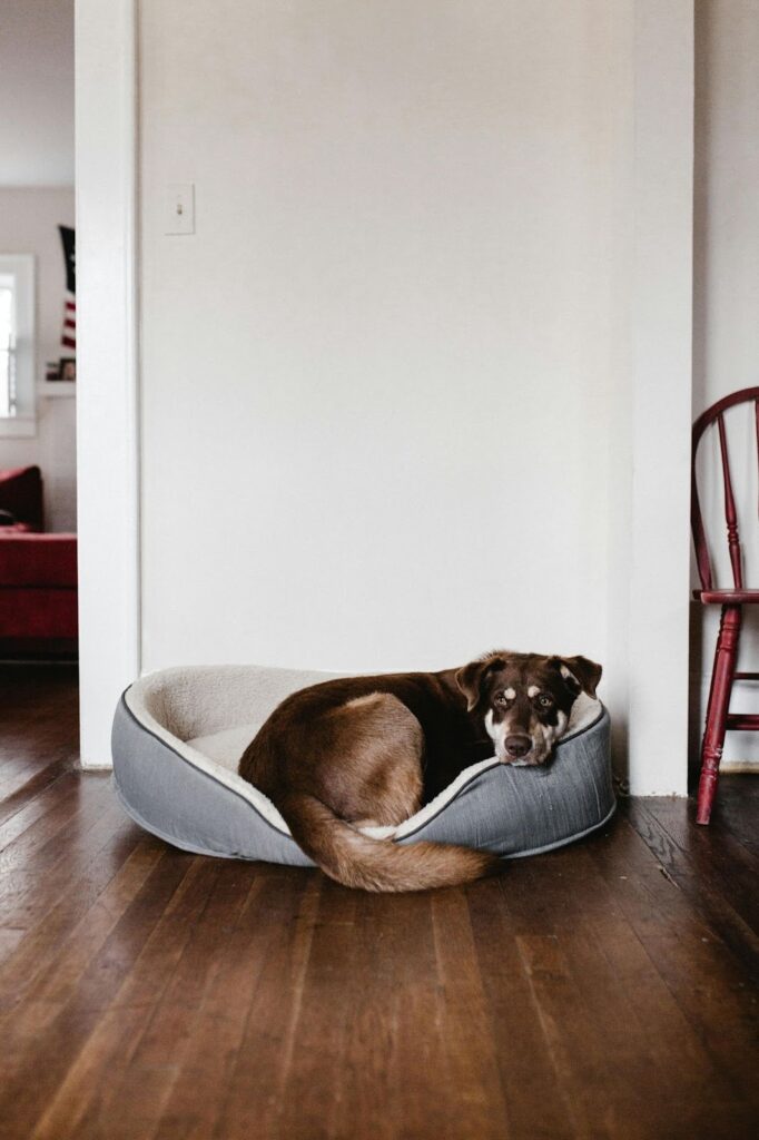 Picture of a brown and white dog with pointed ears resting comfortably in a plush gray pet bed on a dark wood floor