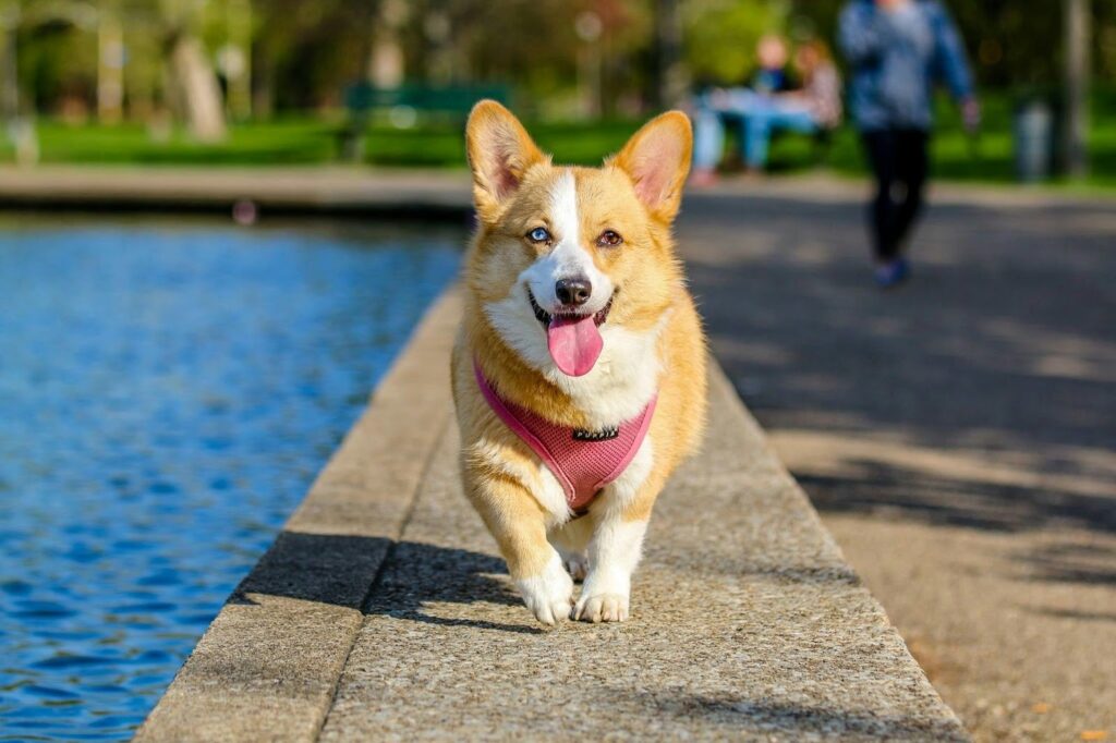 Picture of a corgi with one blue eye and one brown eye walking along a stone path near a pond