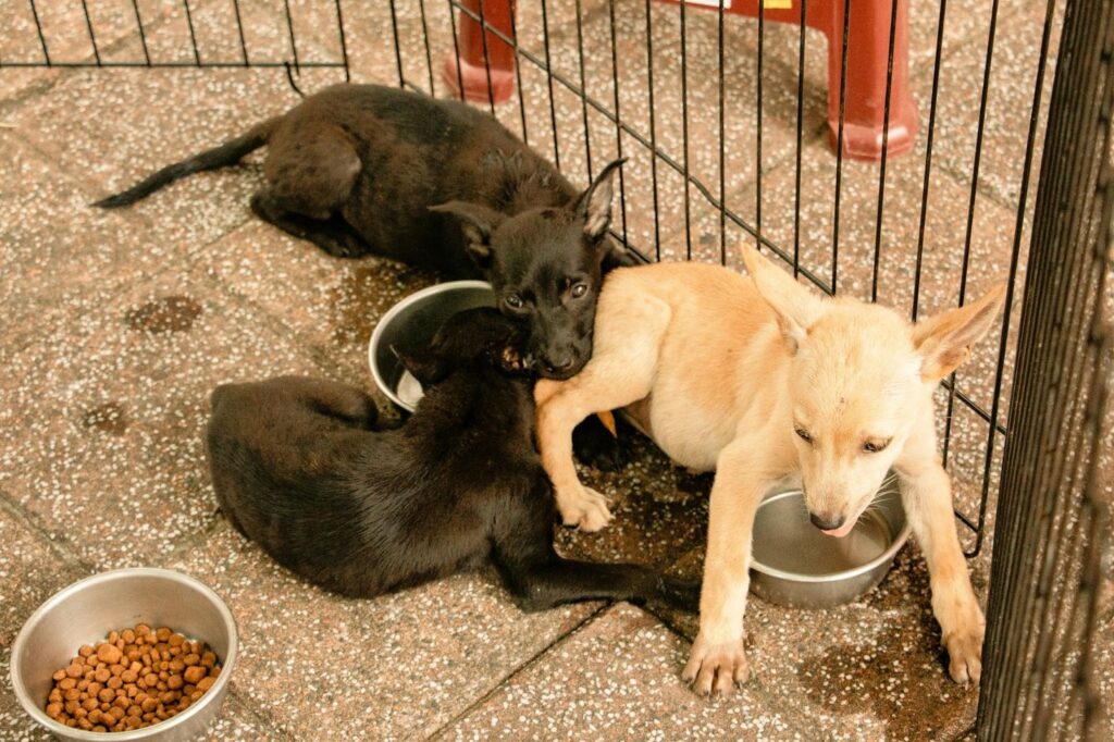 Picture of a group of puppies in a wire enclosure eating from silver bowls on a tiled floor
