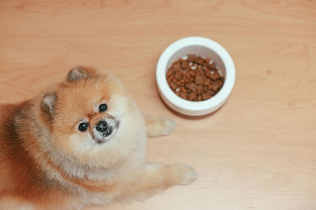 Picture of a silver metal dog bowl filled to the brim with small, tan, bone-shaped kibble.