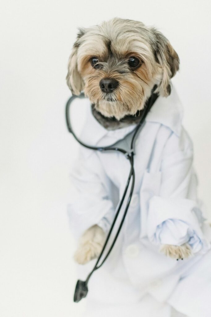 Picture of a small scruffy dog sitting upright and wearing a white doctor's coat with a stethoscope around its neck.
