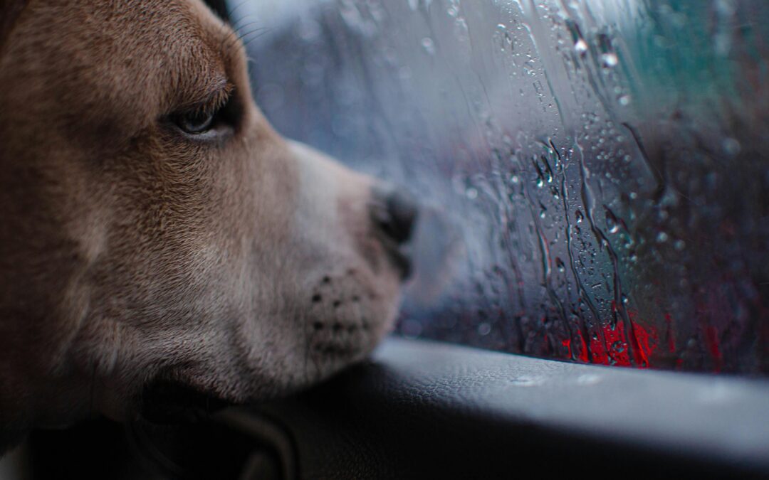 Picture of a brown dog looking out of a rainy car window with a sad expression.