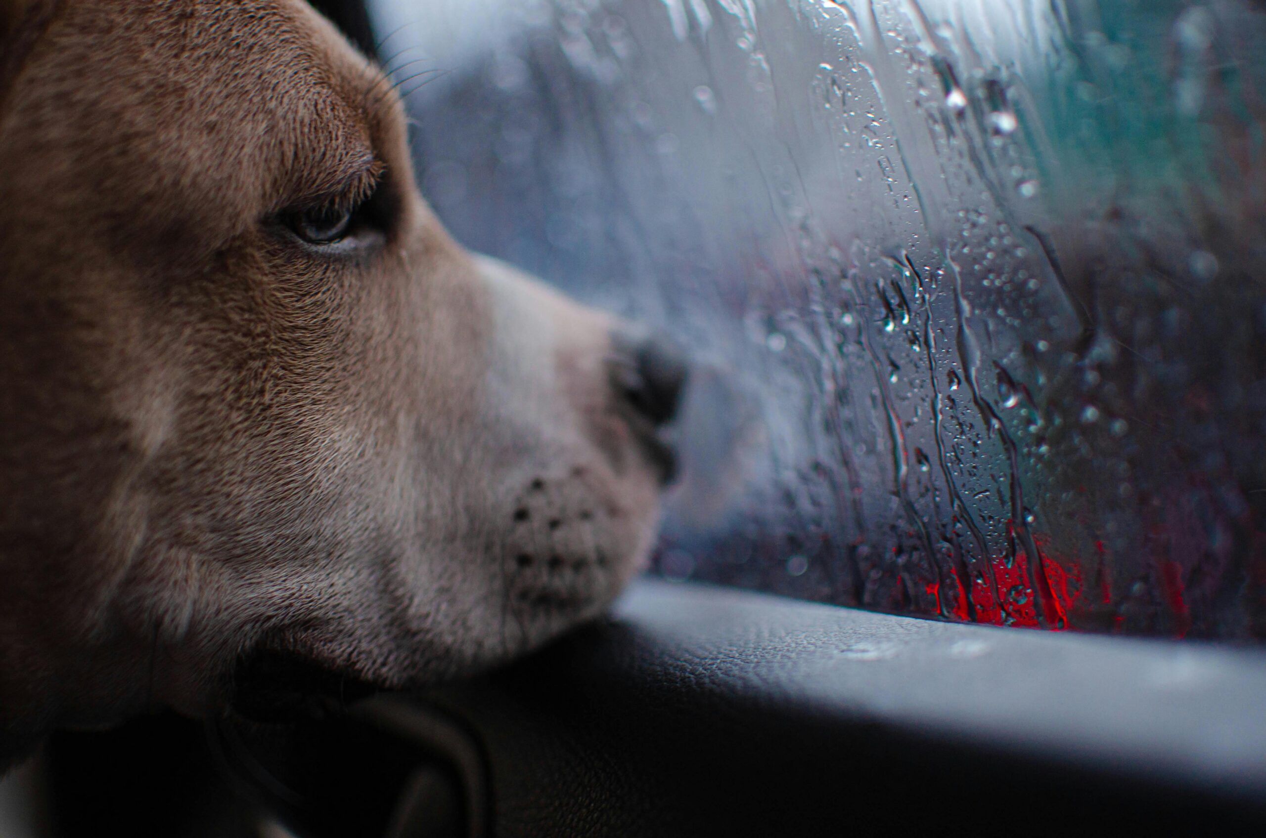 Sad Dogs: How to Tell If It’s Depression and What to Do