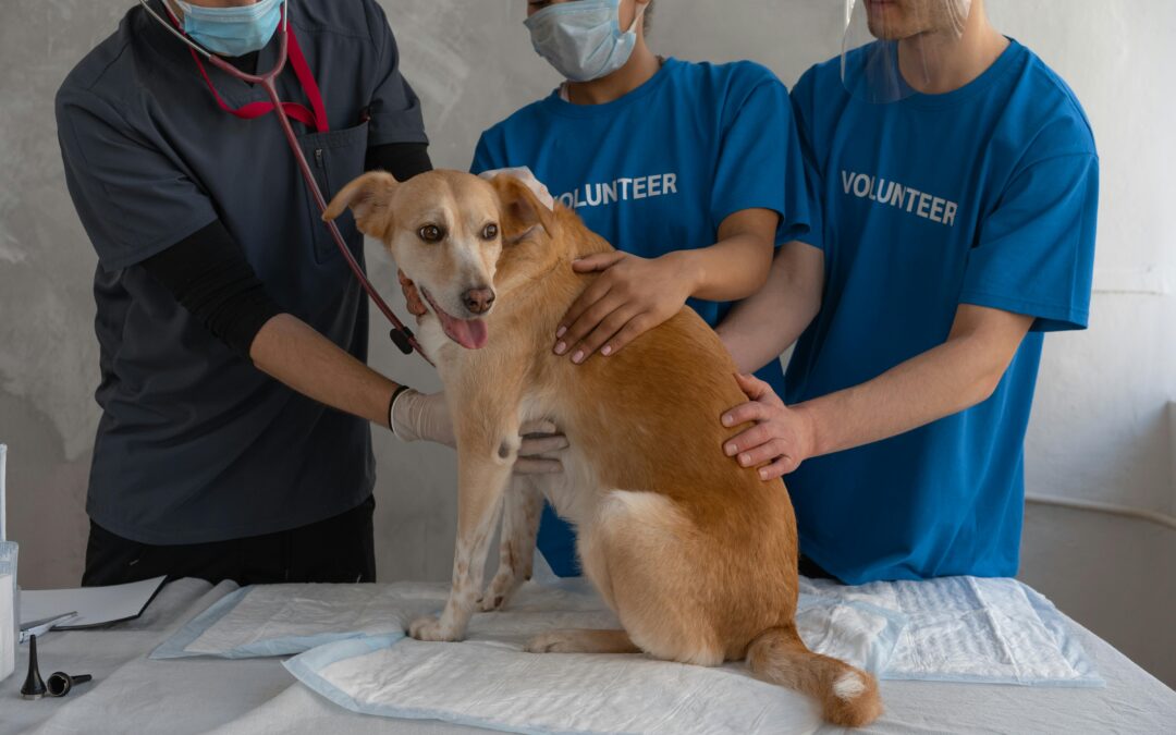 How Do You Tell If a Dog Has a Fever? Signs and Symptoms