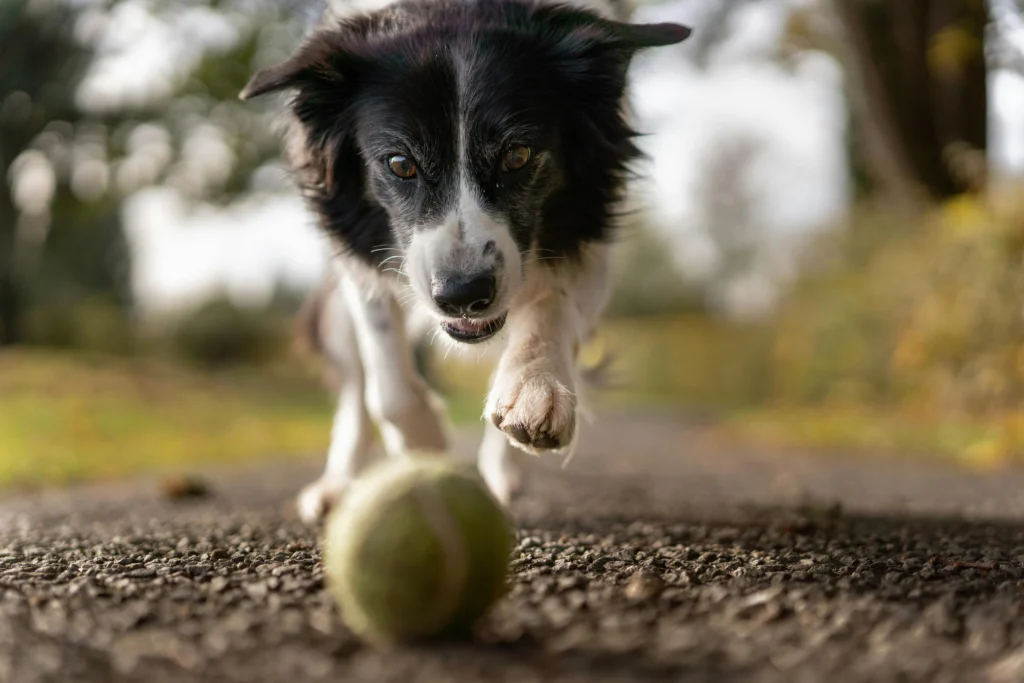 Picture of a black and white border collie running forward on a path toward a blurred tennis ball in the foreground.