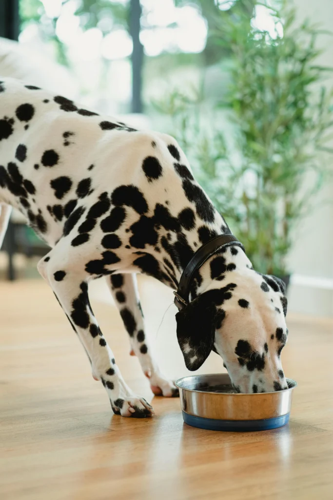 Picture of a black and white spotted Dalmatian wearing a dark collar while eating from a silver metal bowl.
