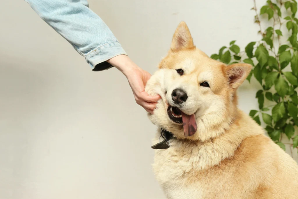 Picture of a fluffy tan dog with its tongue out having its cheek playfully squished by a person's hand.