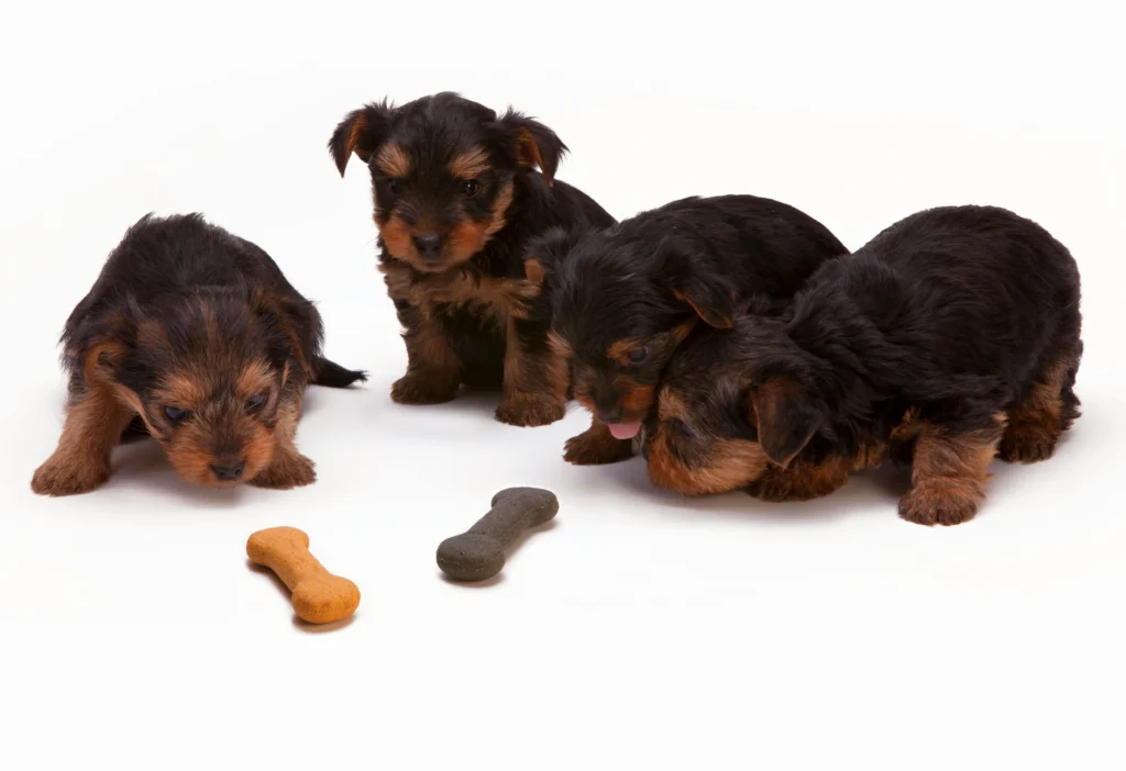 Picture of a group of four small, dark-furred puppies gathered around two bone-shaped treats on a white surface