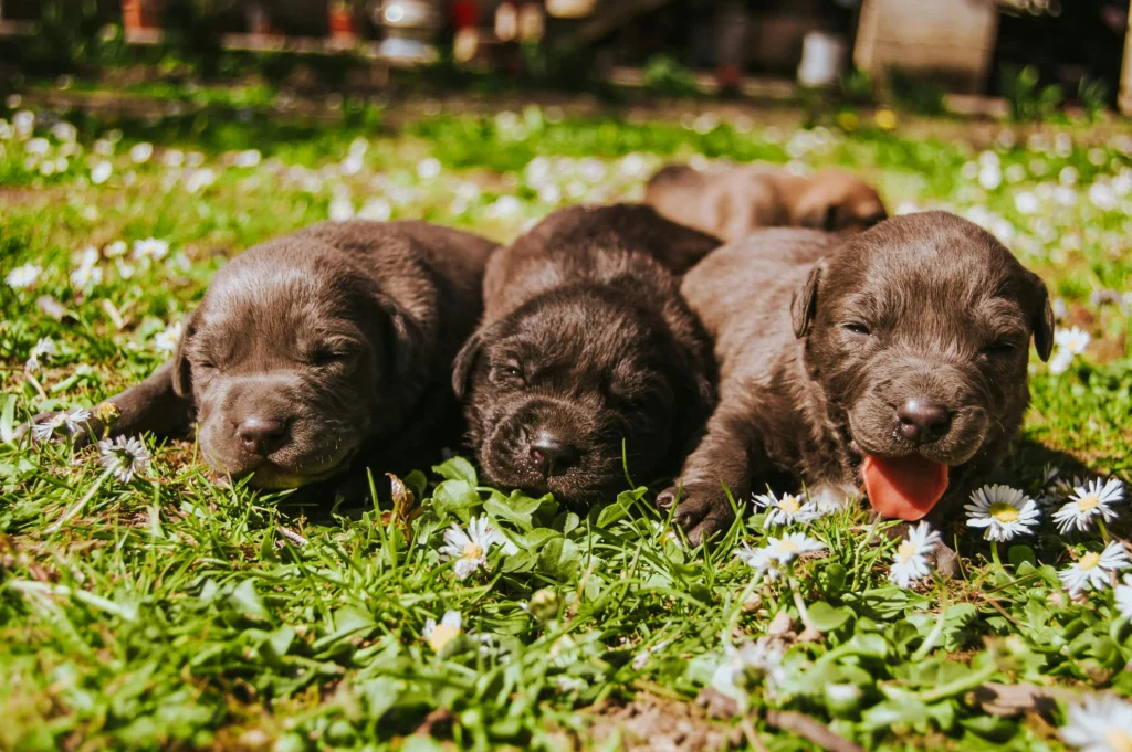 Picture of a group of young chocolate lab puppies huddling together and sleeping in green grass with small white daisies.