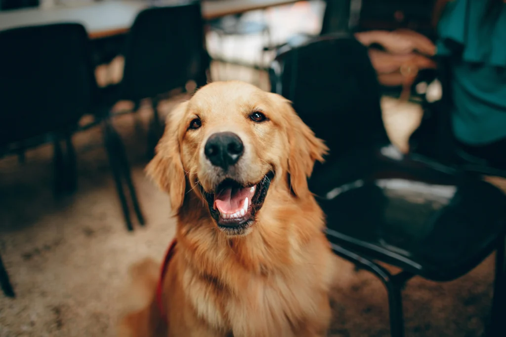 Picture of a happy Golden Retriever with its mouth open sitting in an indoor setting