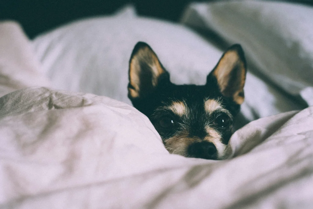 Picture of a small black and tan dog peeking its head out from under white bed covers.