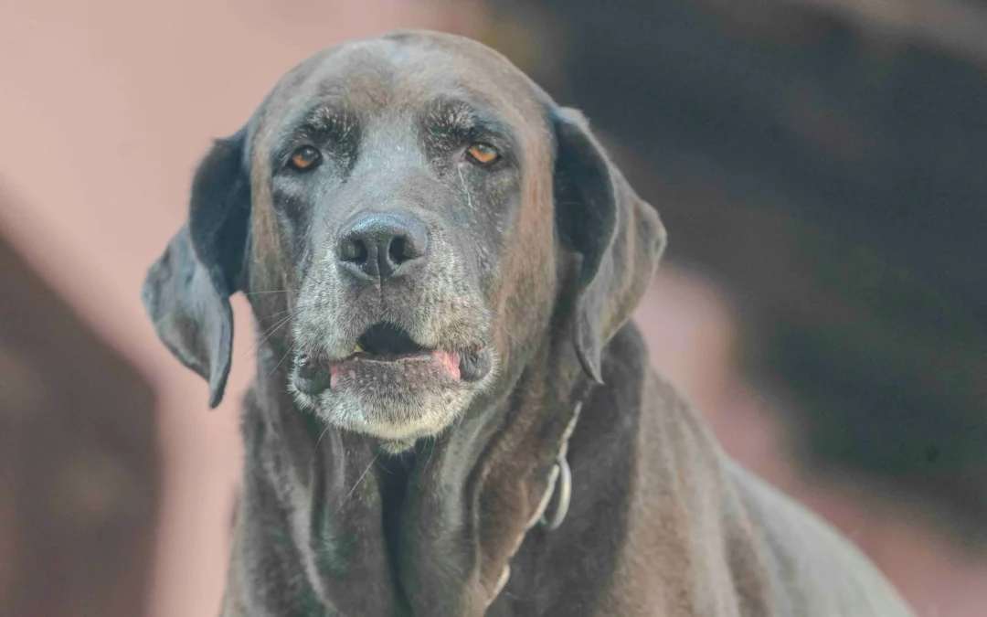Senior Dog Food: What Vancouver Dog Owners Should Know