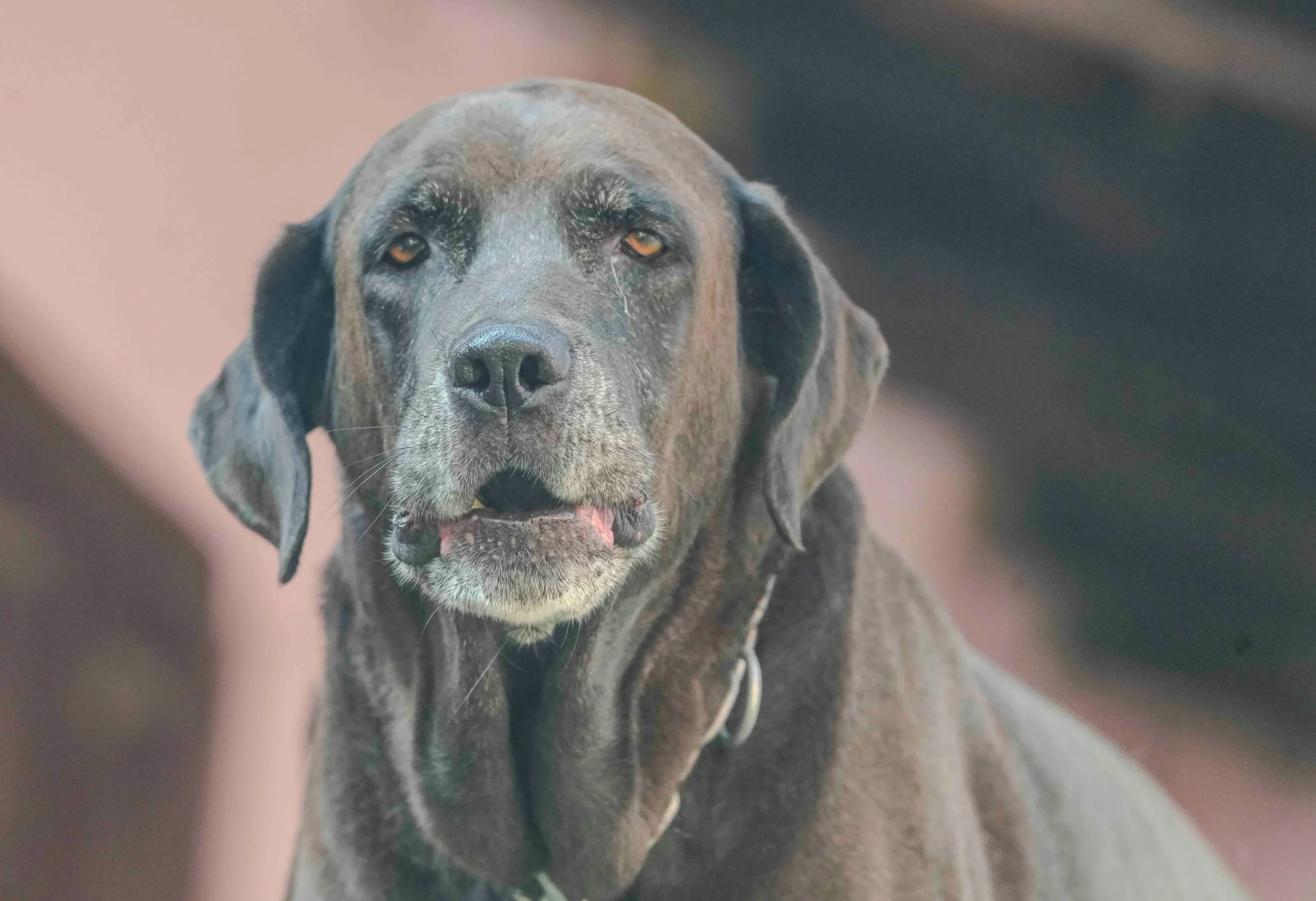 Senior Dog Food: What Vancouver Dog Owners Should Know