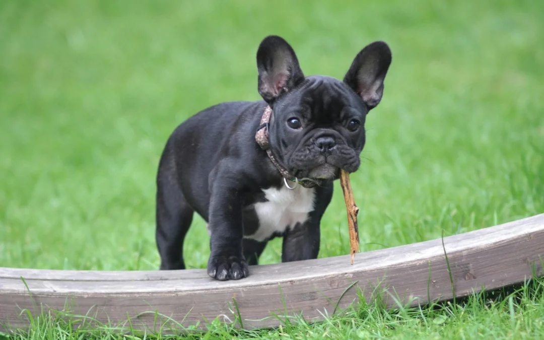 What Are Bully Sticks Made Of? The Complete Guide