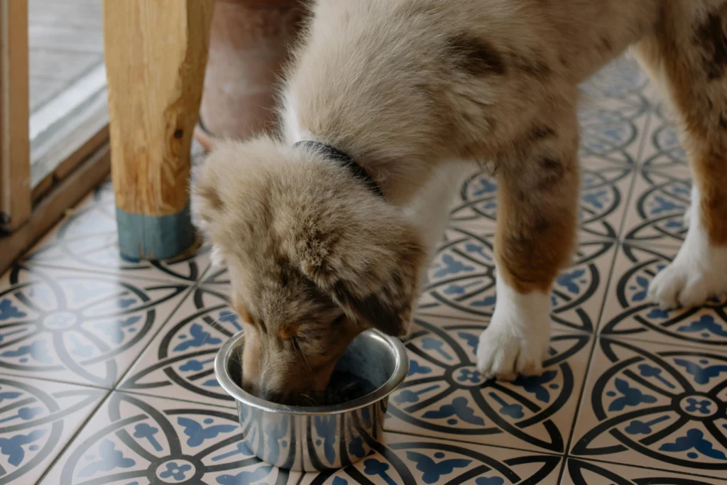 Picture of a small, fluffy Pomeranian sitting on a wooden floor looking up toward a white bowl filled with kibble