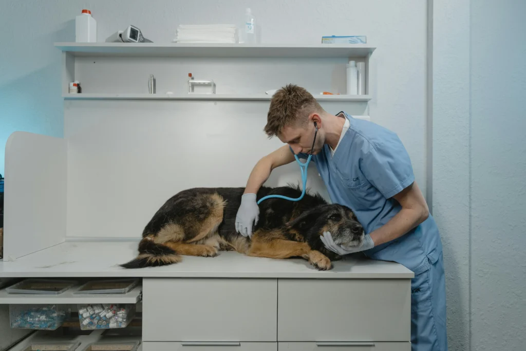 Picture of a veterinarian in blue scrubs and gloves using a stethoscope to check the heartbeat of a large, dark-furred dog on a table.