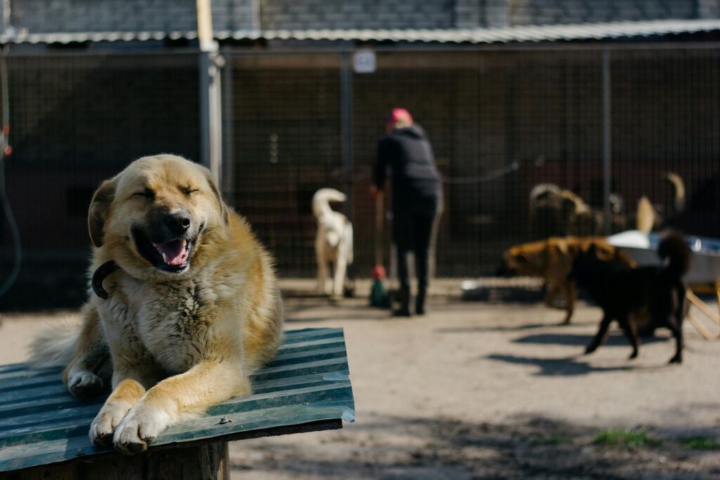 Picture of a large tan dog lying on a platform in a sunny outdoor yard with other dogs in the background