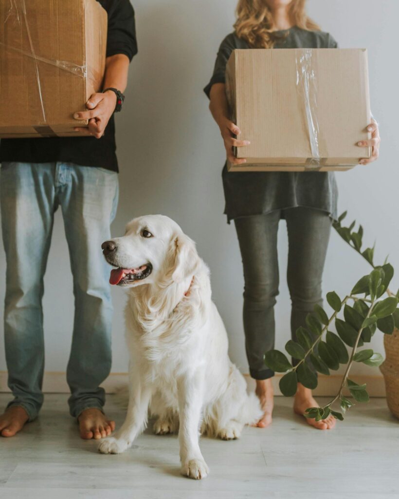 Picture of a golden retriever sitting on the floor in front of two people holding cardboard boxes