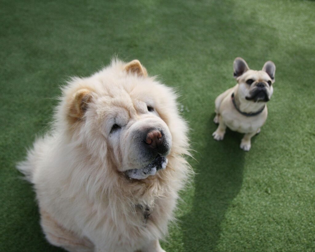Picture of a fluffy white chow chow and a French bulldog sitting together on green artificial turf