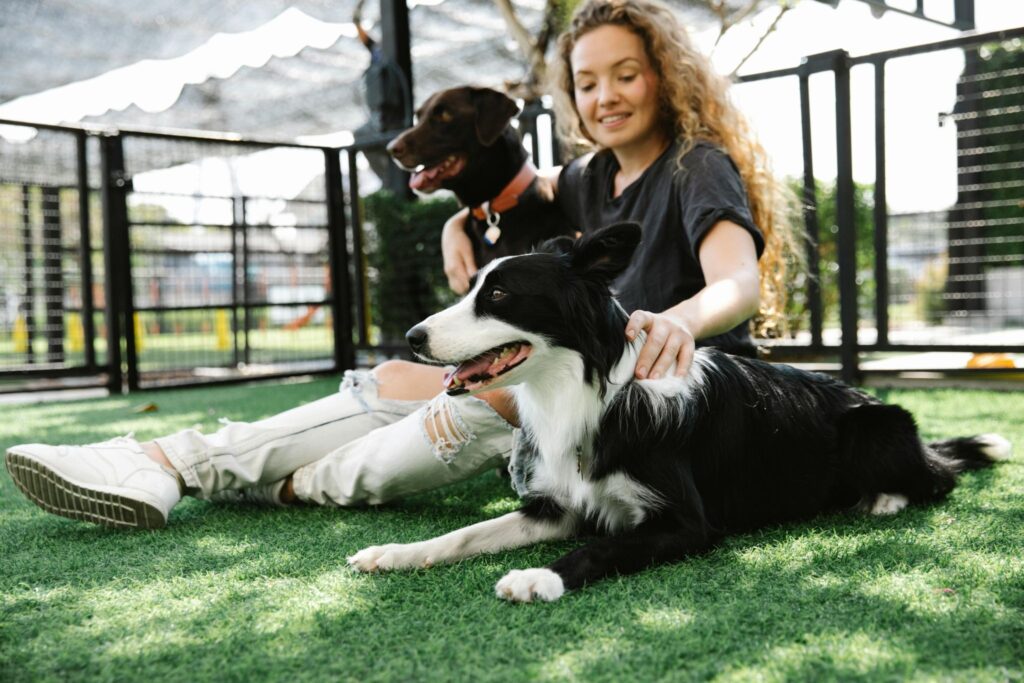 Picture of a woman sitting on the grass petting a border collie with a chocolate Labrador nearby