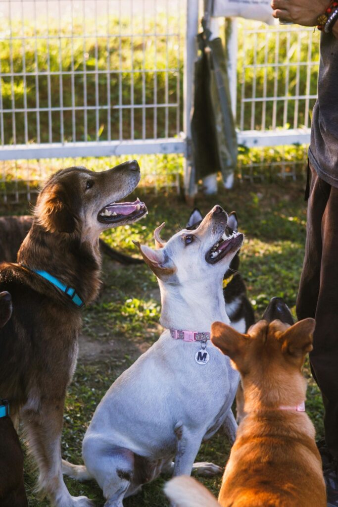 Picture of three dogs sitting and looking up attentively at a person out of frame