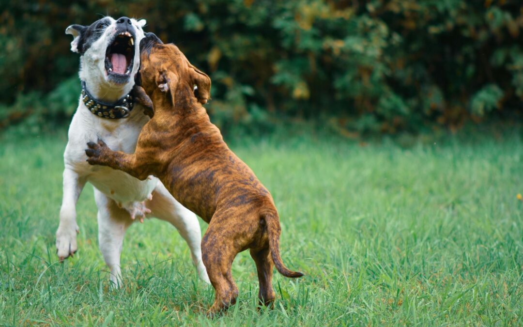 What Are the Most Playful Dog Breeds?  (And Why) Simple Guide