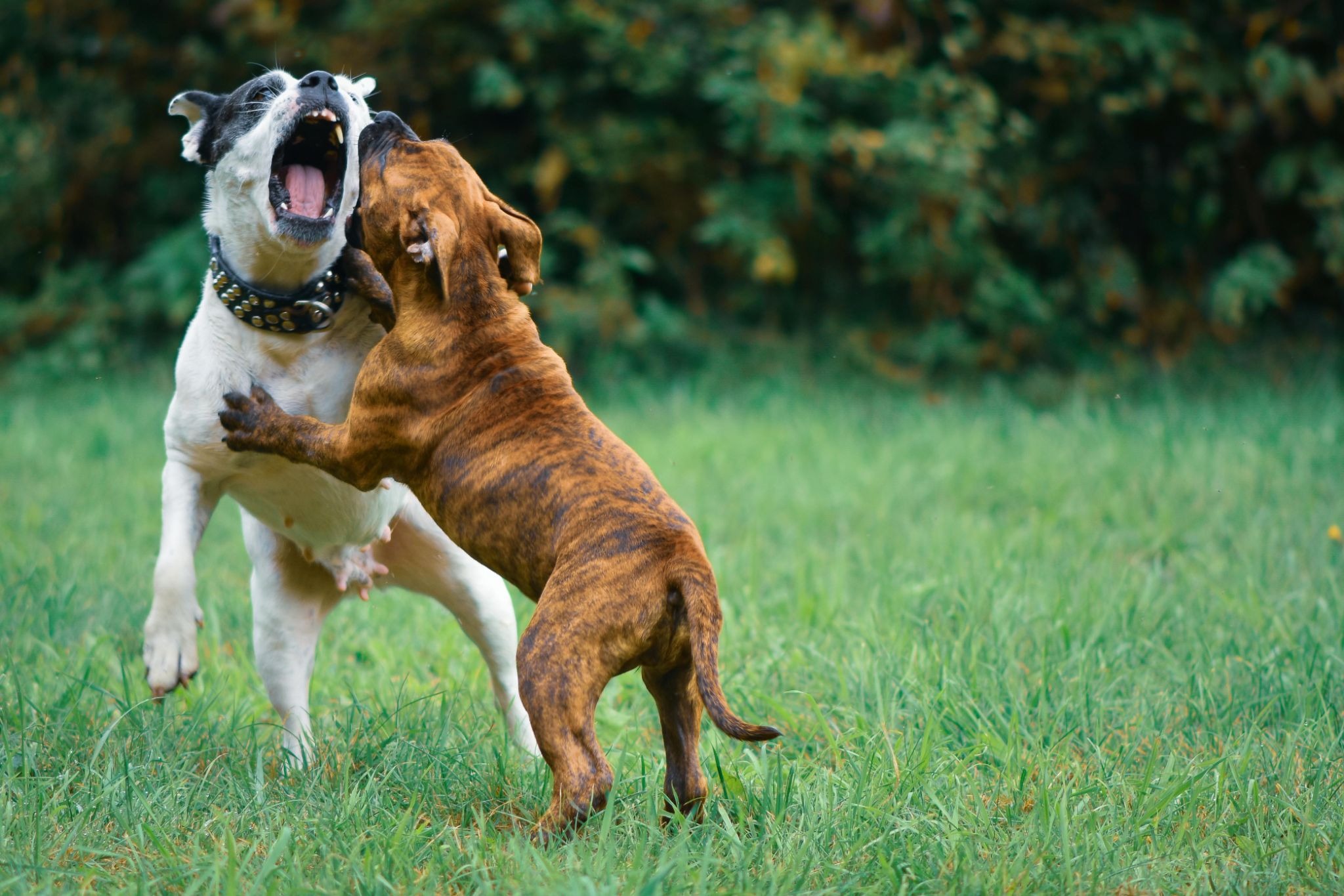What Are the Most Playful Dog Breeds?  (And Why) Simple Guide