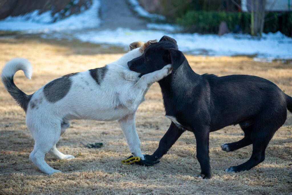 Picture of a black dog and a white dog with spots wrestling happily on a dry grassy field.