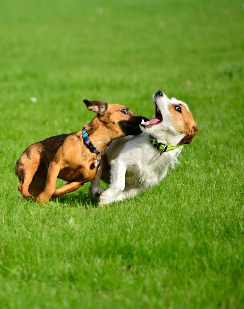 Picture of a brown dog and a white terrier mix running enthusiastically across a green field.