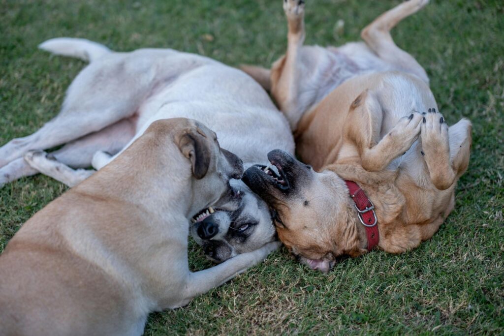 Picture of a trio of dogs rolling around and wrestling playfully on the grass.