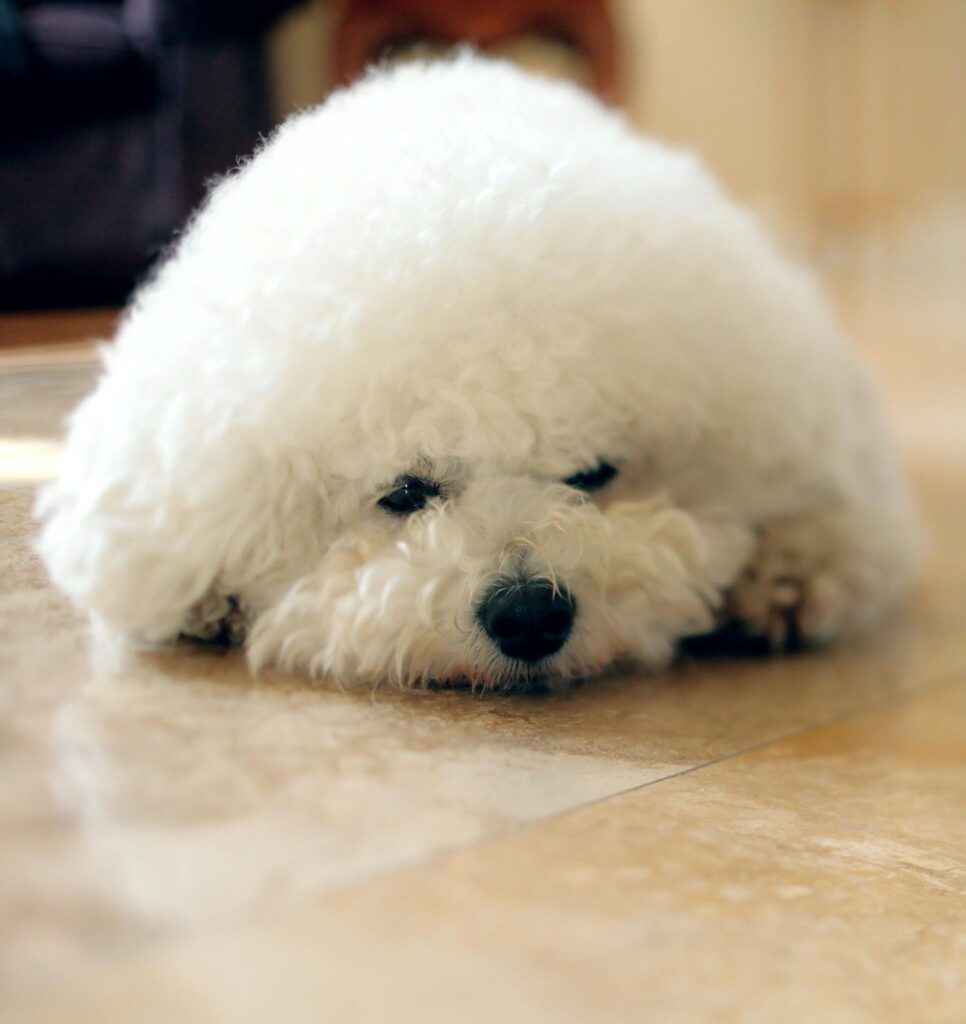 Picture of a fluffy white dog resting its head on a shiny tile floor.