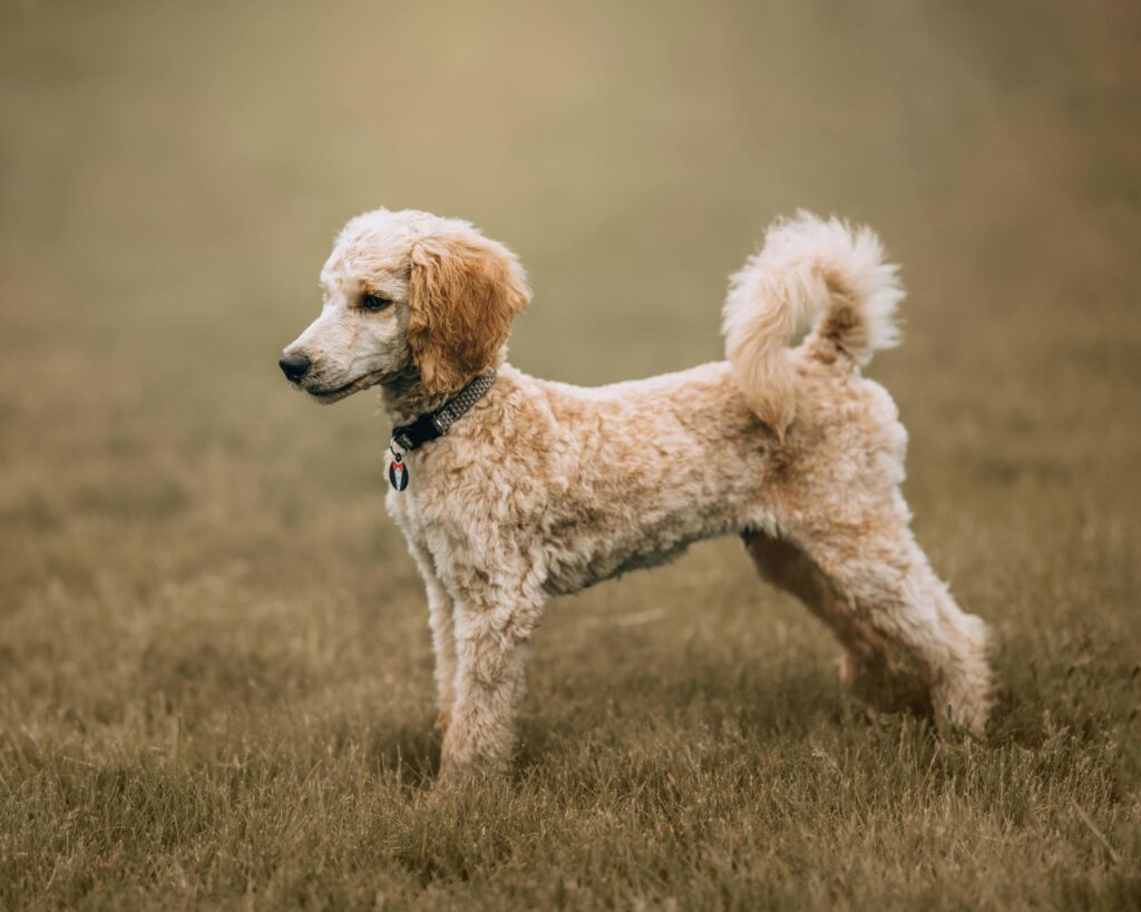 Picture of a light brown poodle standing attentively in a grassy field.