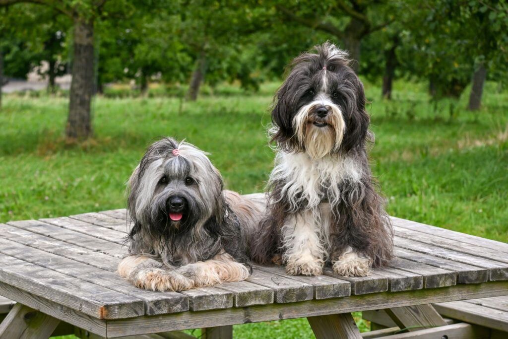 Picture of two grey and white long-haired dogs sitting on a wooden picnic table in a park.