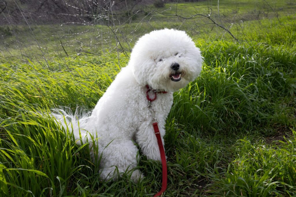 Picture of a curly white dog wearing a red collar and leash sitting in tall green grass.