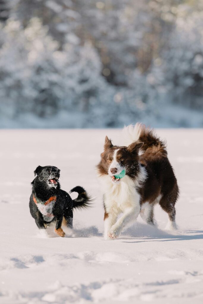 Picture of a black and tan dog standing by a snowball while a white dog runs forward in the snow