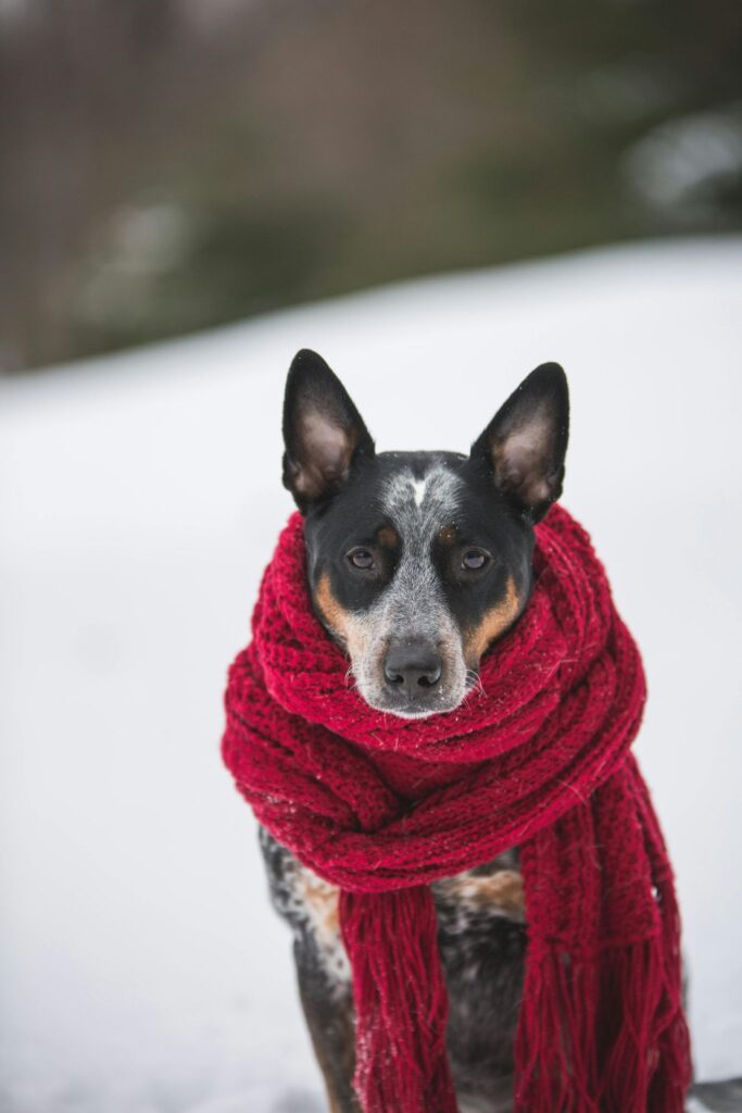 Picture of a black and white border collie resting happily on a snow covered field