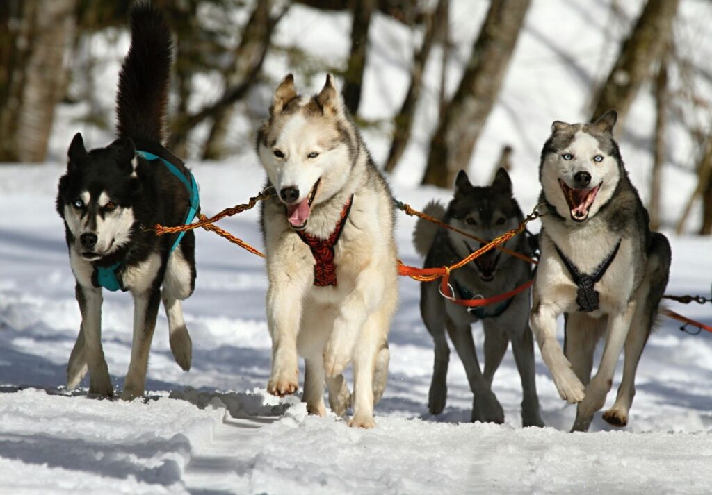 Picture of a brown and white border collie running next to a black dog in a snowy field