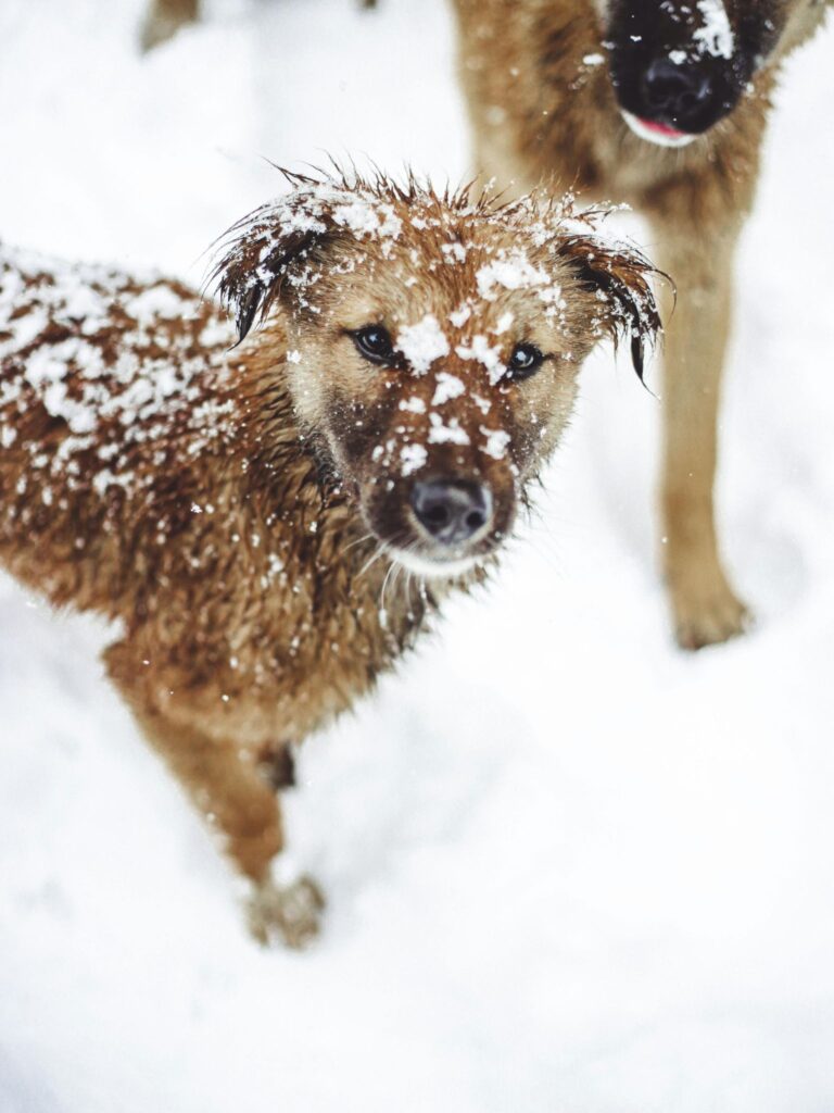 Picture of a team of Siberian huskies energetically pulling a sled through a snowy landscape