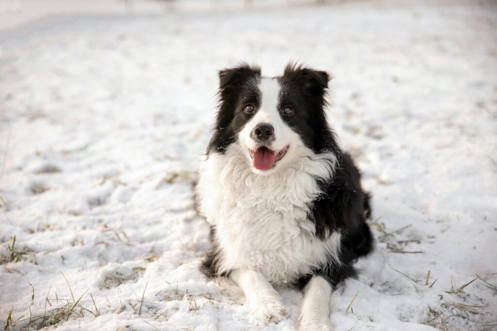 Picture of a wet brown dog with snow on its face looking up at the camera in a snowy setting