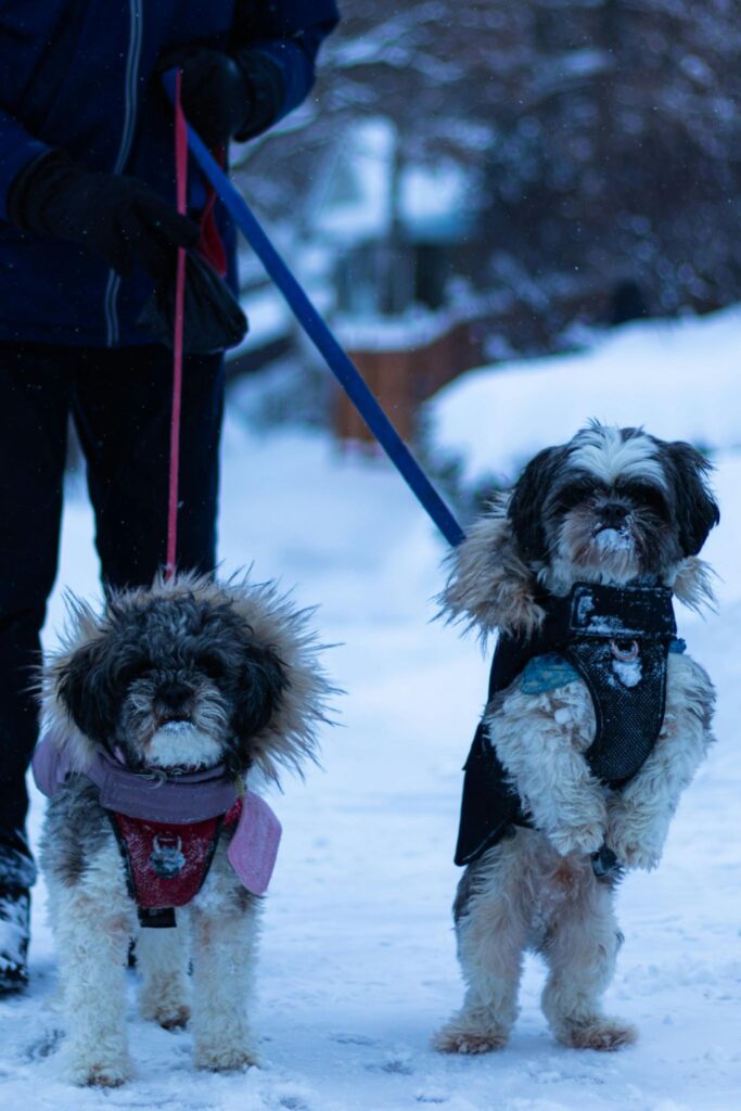 Picture of a dog wrapped in a thick red knit scarf sitting in a winter setting