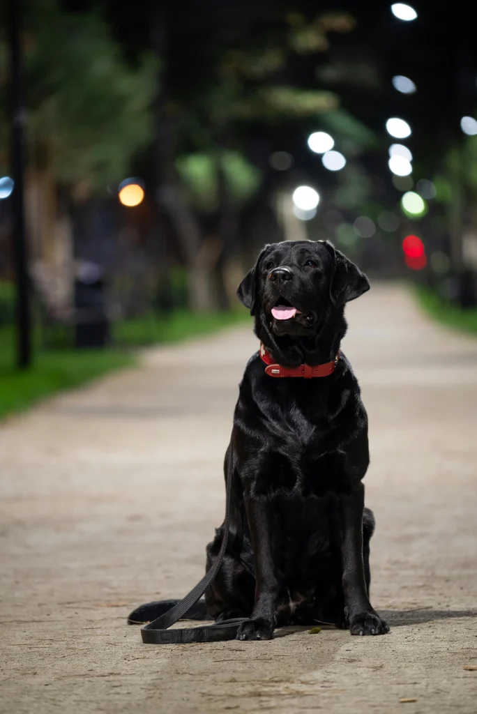 Picture of a black labrador sitting on a lit path at night