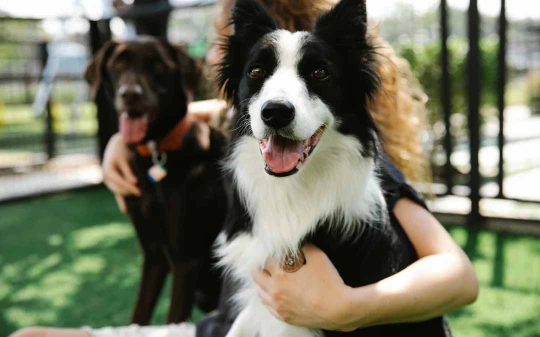 Canine Boarding: How to Prepare Your Dog for Their Stay