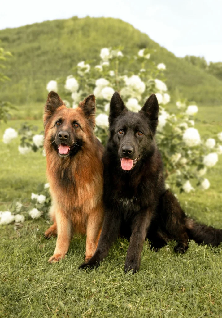 Picture of a brown and a black German Shepherd sitting side by side in a field of white flowers