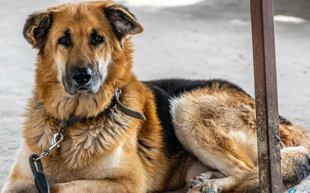 Picture of a brown and black German Shepherd lying down and looking at the camera, showcasing the question “Are German Shepherds good family dogs?”
