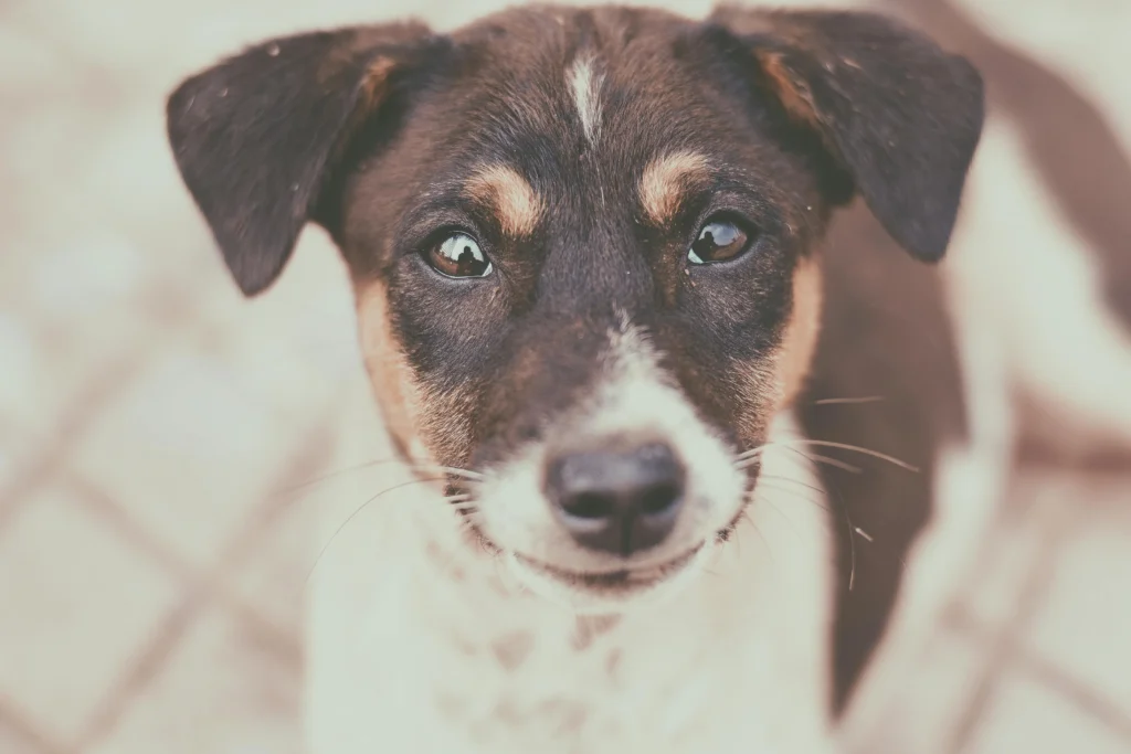 Picture of a brown and white dog looking directly up at the camera