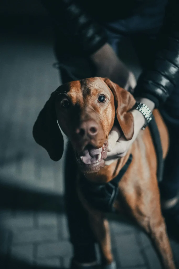 Picture of a brown dog looking up happily while a person holds its harness in the dark