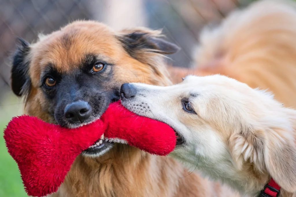 Picture of a brown fluffy dog and a white fluffy dog sharing a game of tug with a red toy.
