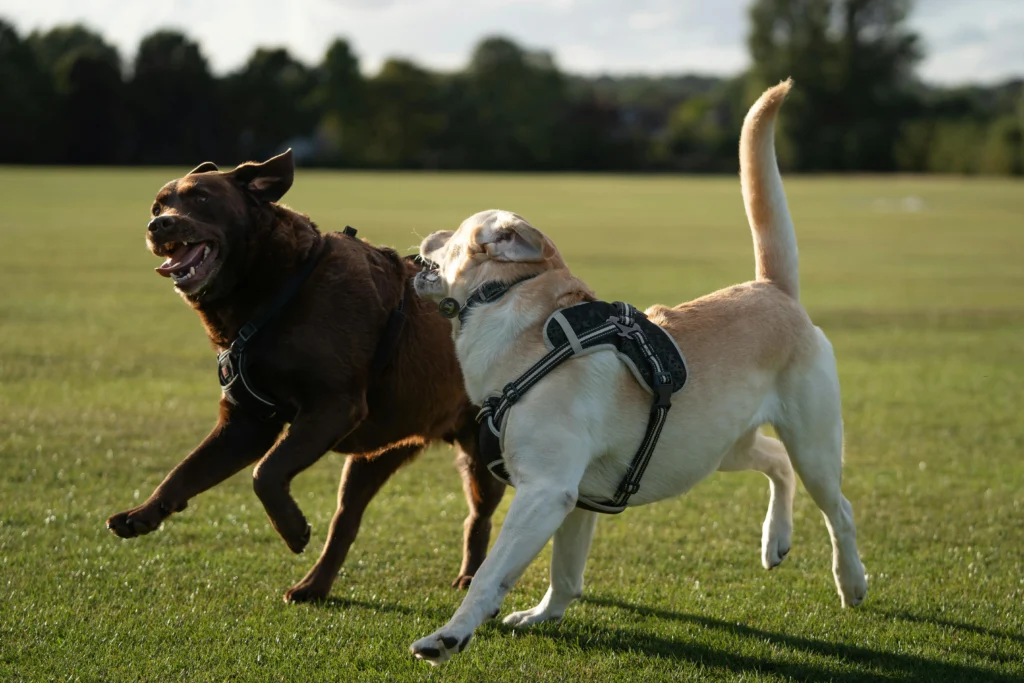 Picture of a chocolate Labrador and a yellow Labrador running side by side through a sunny park