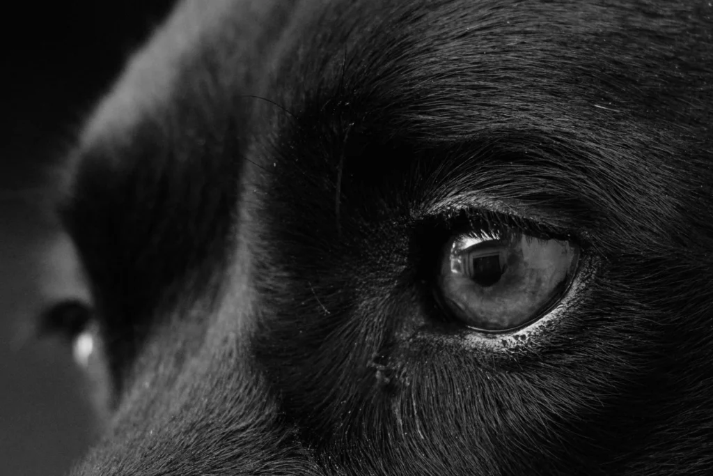 Picture of a close up black and white photo of a dog eye